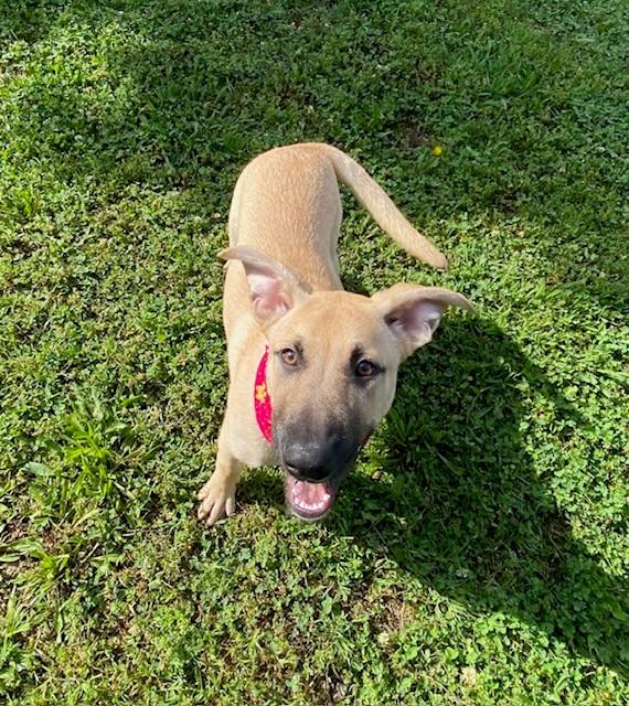 Enlarge Baby, a ADOPTABLE mixed breed in Fayetteville, AR image 5/6