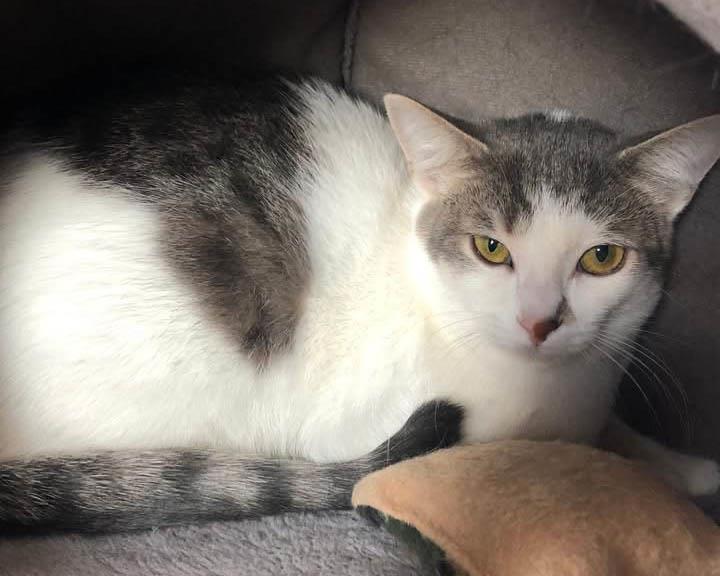 Mirabelle, Adoptable, Kitten Female Domestic Short Hair.