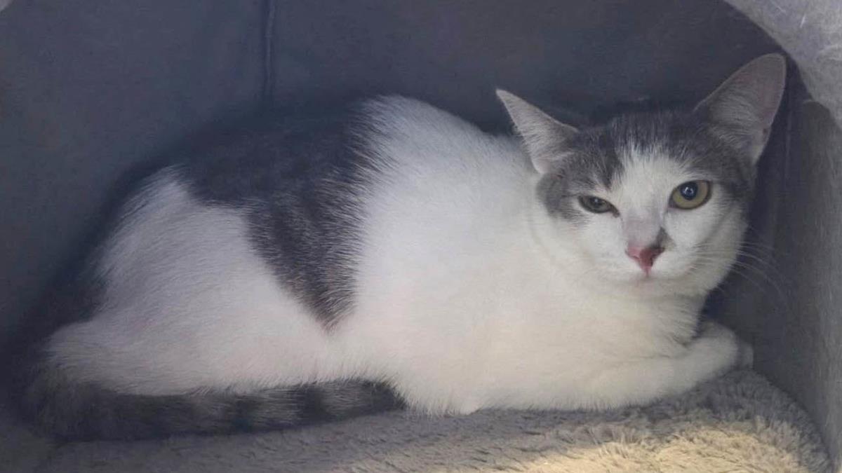 Mirabelle, a Adoptable mixed breed in Wyandotte, MI image 2/2