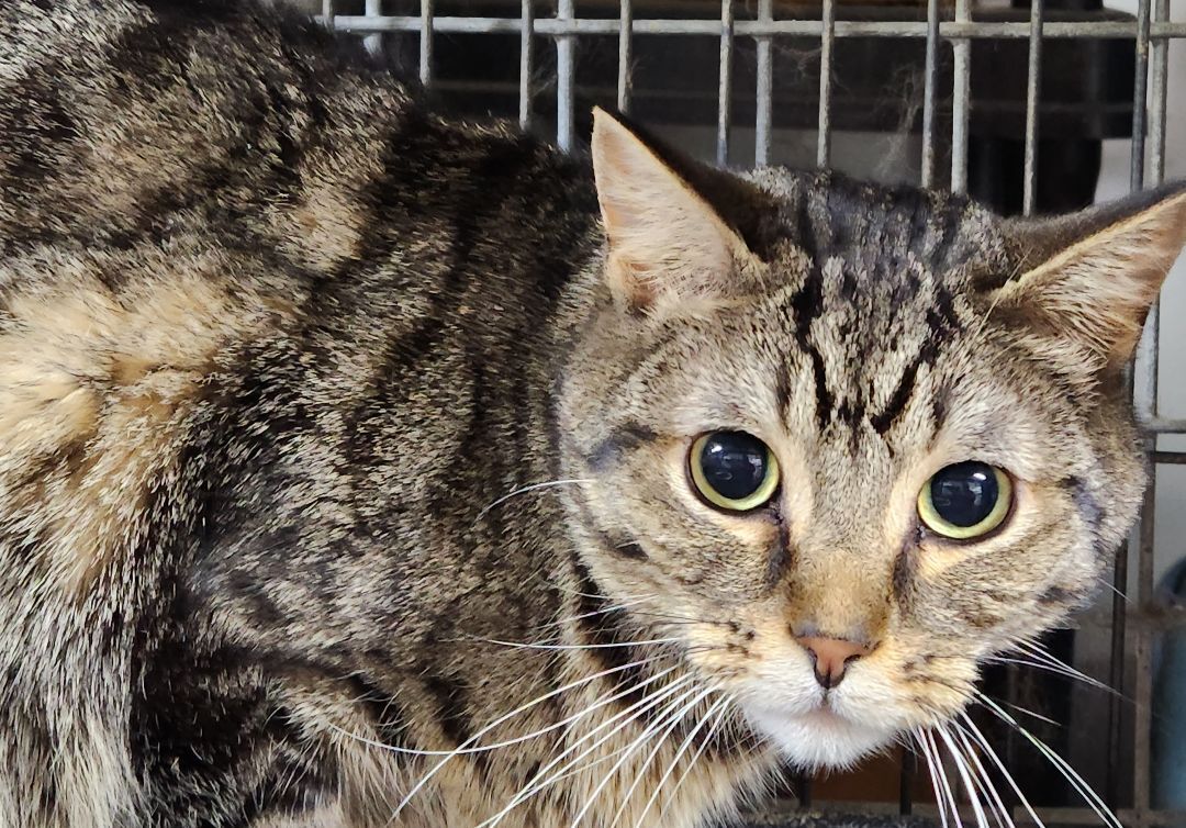Grey Guy, a Adoptable mixed breed in Lucknow, ON image 1/11
