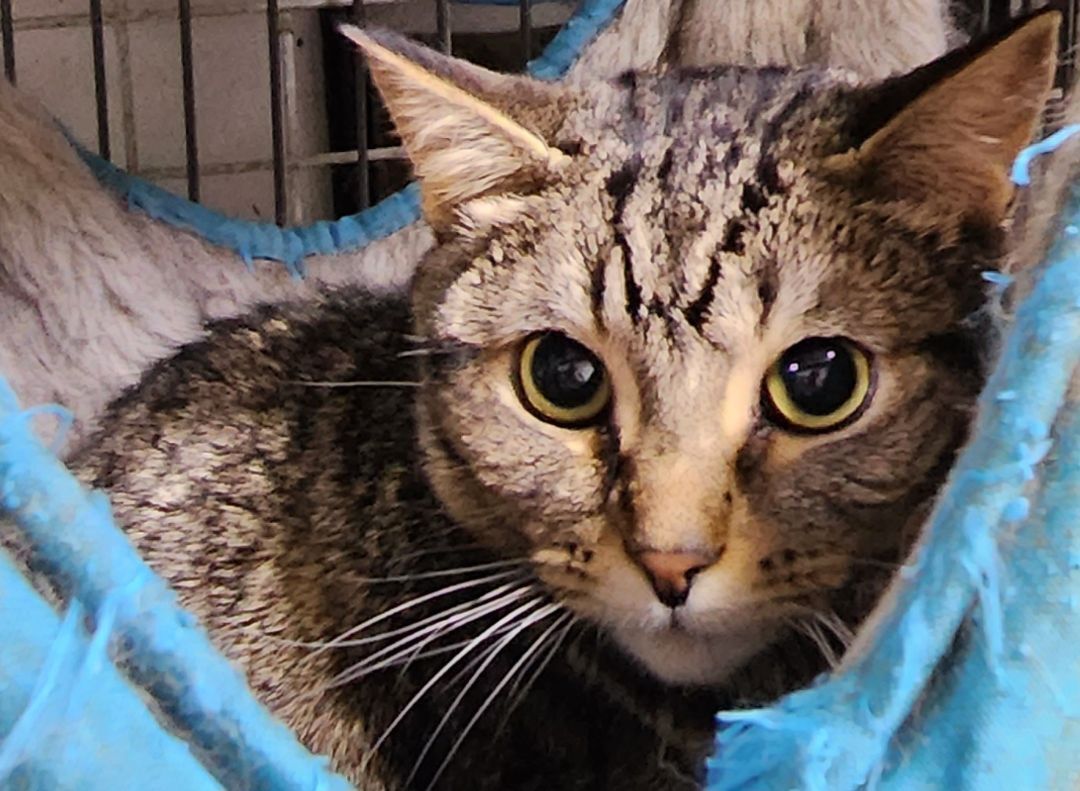 Grey Guy, a Adoptable mixed breed in Lucknow, ON image 2/11
