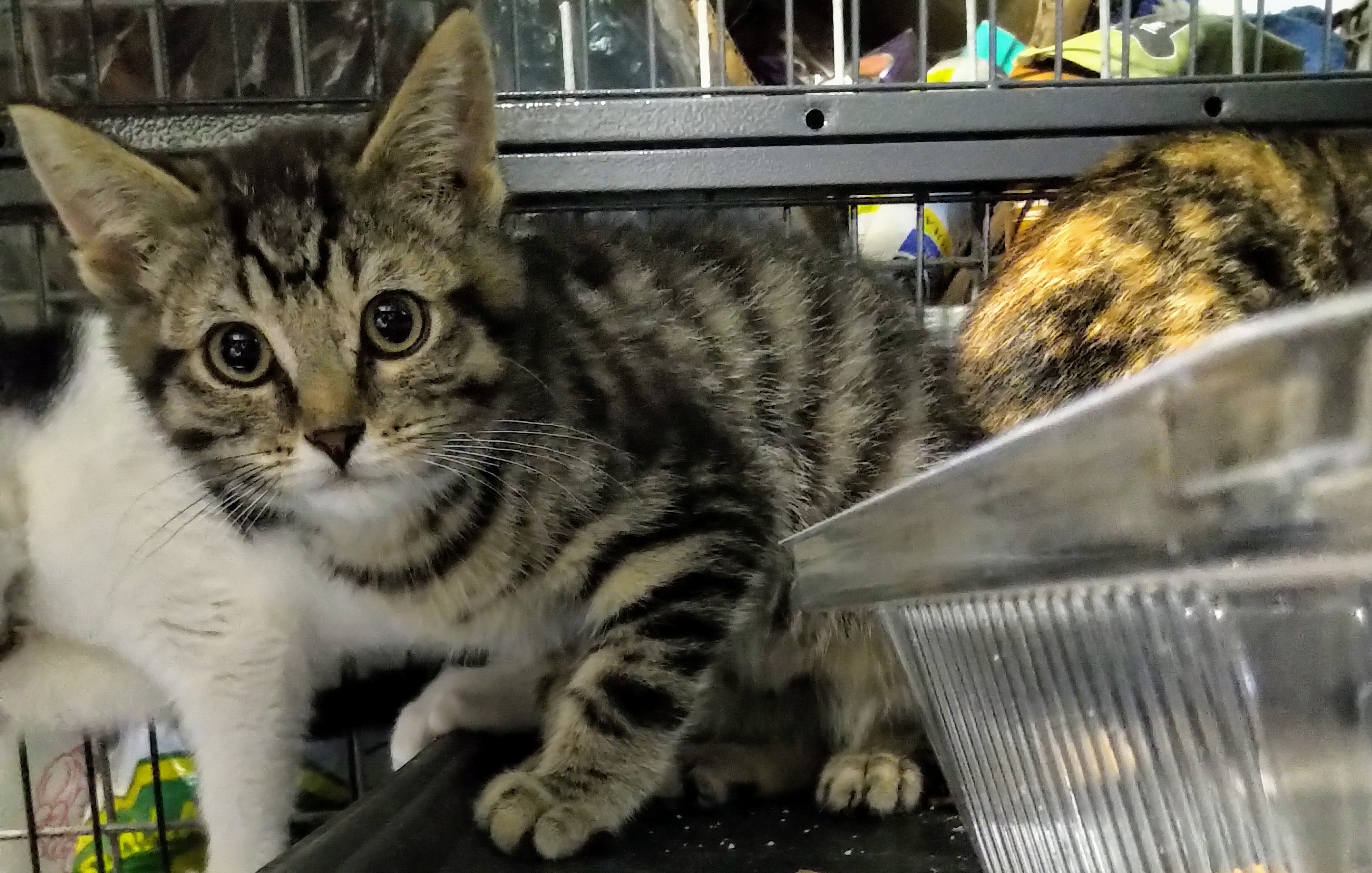 Grey Guy, a Adoptable mixed breed in Lucknow, ON image 3/11