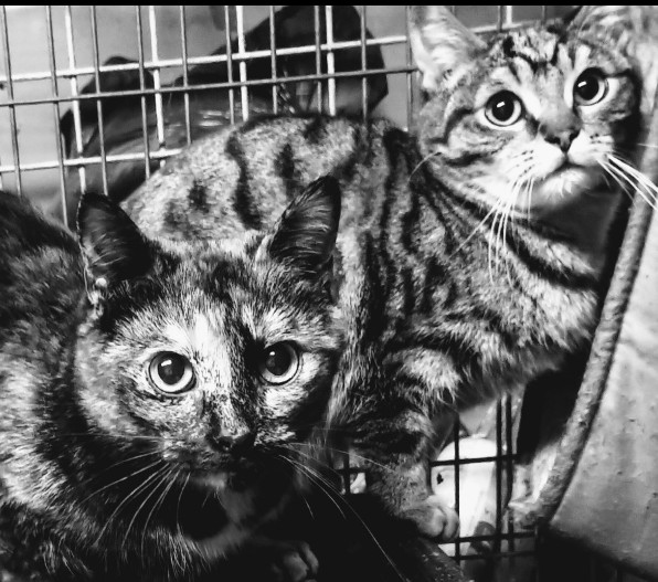 Grey Guy, a Adoptable mixed breed in Lucknow, ON image 4/11