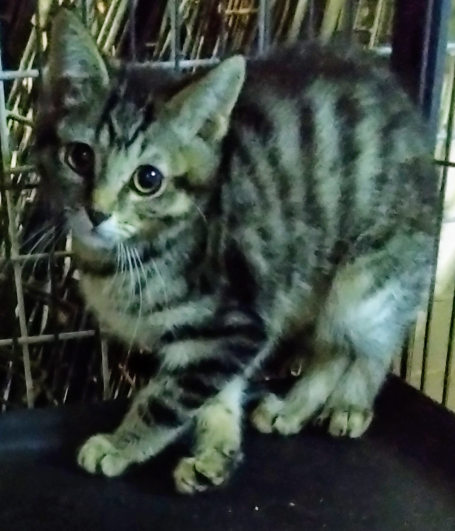 Grey Guy, a Adoptable mixed breed in Lucknow, ON image 5/11