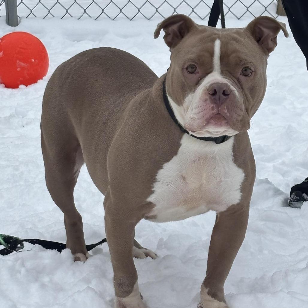 Daphne, a Adoptable Mixed Breed in Batavia, OH image 1/3