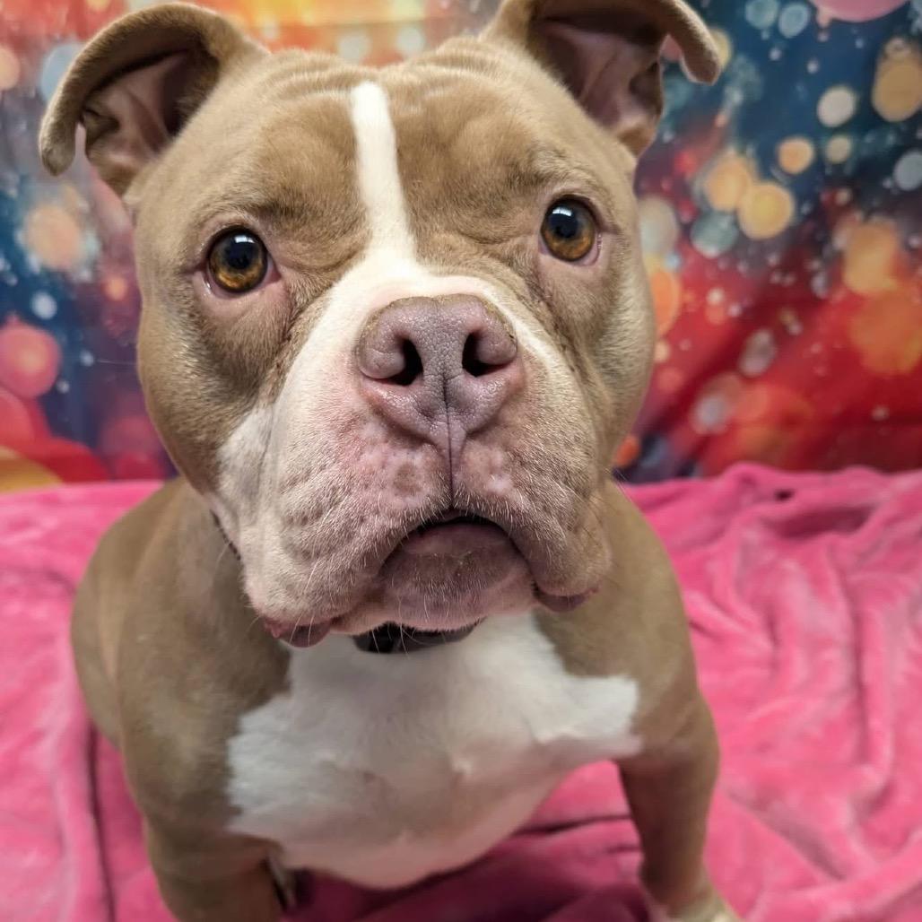 Daphne, a Adoptable Mixed Breed in Batavia, OH image 2/3