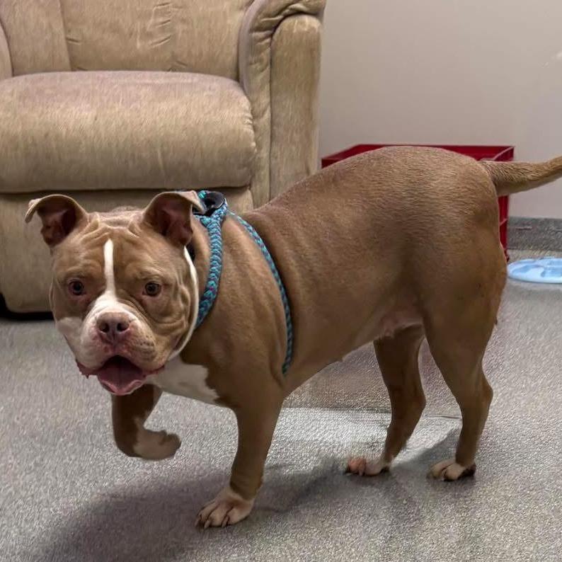 Daphne, a Adoptable Mixed Breed in Batavia, OH image 3/3