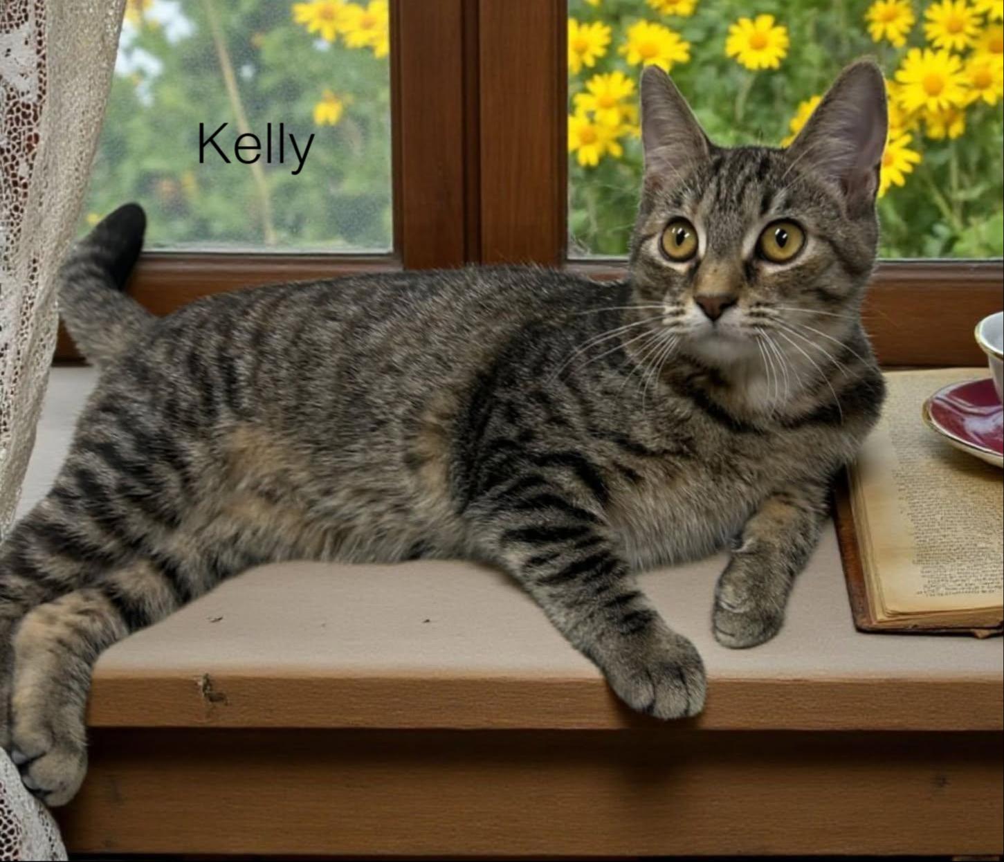 Kelly, Adoptable, Young Female Tabby.