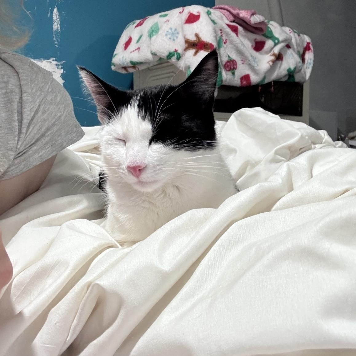 Millie, a Adoptable Domestic Short Hair in brooklyn, NY image 5/6