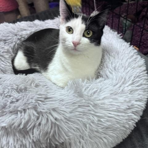 Millie, Adoptable, Kitten Female Domestic Short Hair.