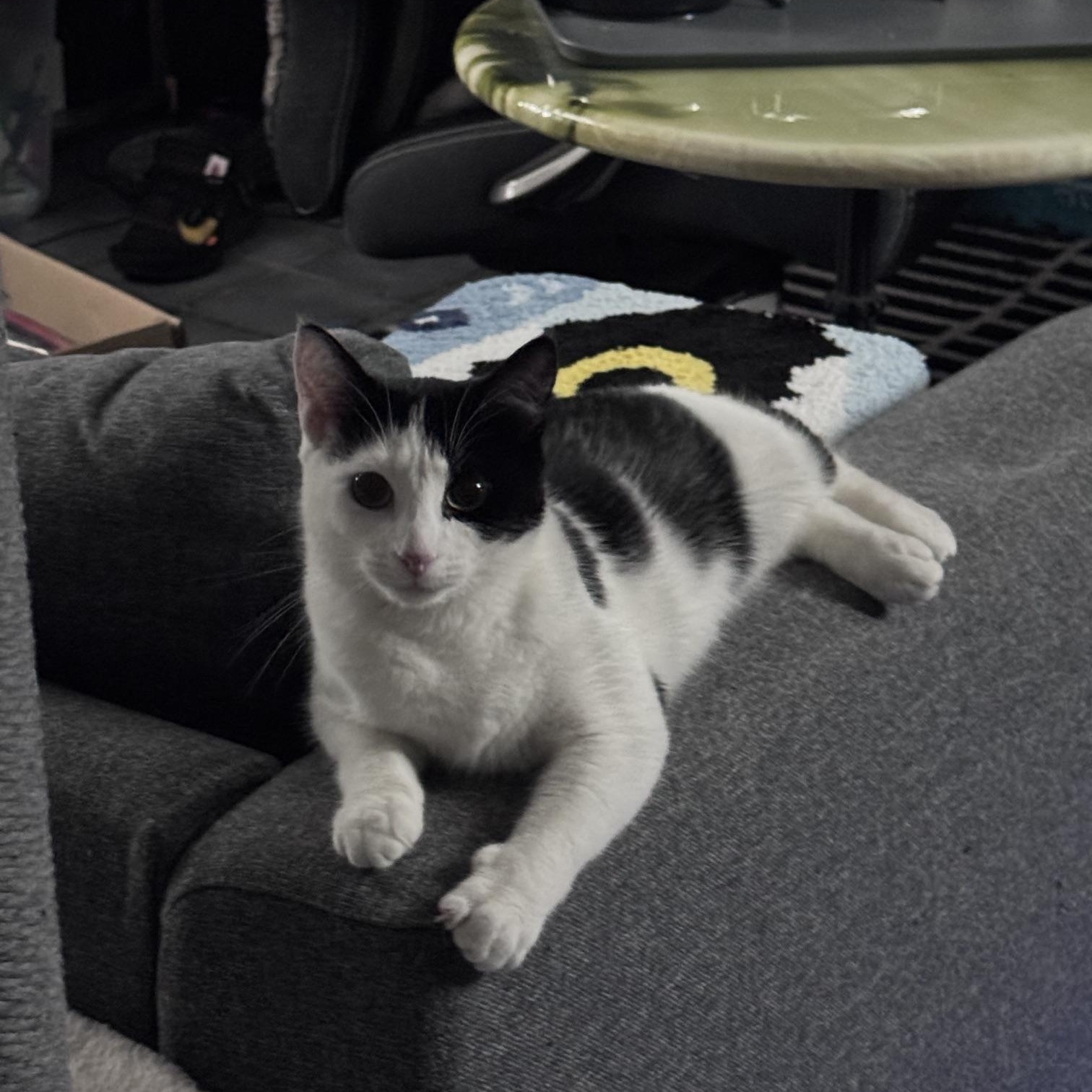 Millie, a Adoptable Domestic Short Hair in brooklyn, NY image 6/6