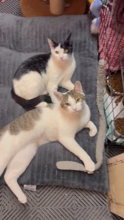 Enlarge Millie, a Adoptable Domestic Short Hair in brooklyn, NY video 2/6
