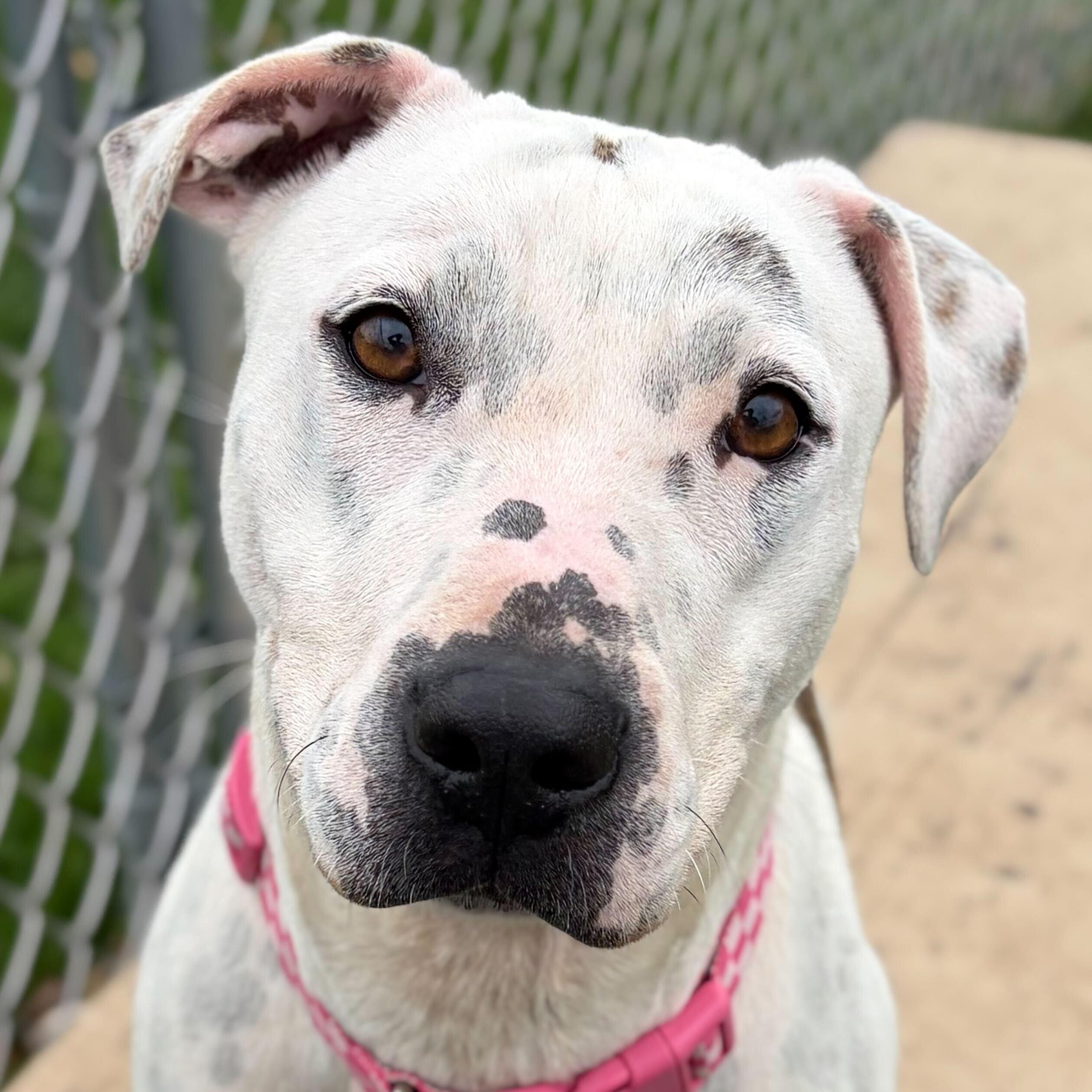 Rhea - Name Your Own Adoption Fee!, ADOPTABLE, Adult Female Terrier.