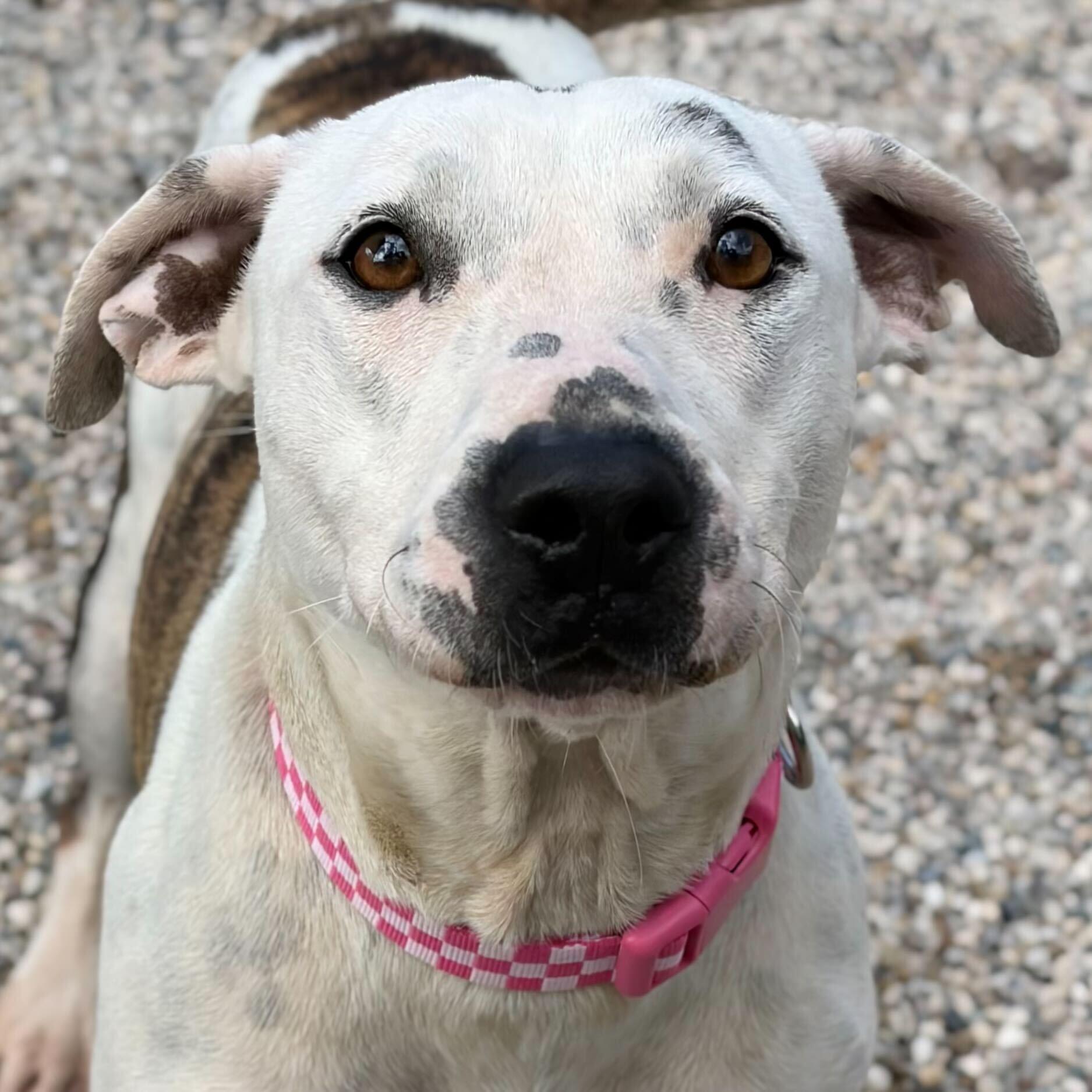 Enlarge Rhea - Name Your Own Adoption Fee!, a ADOPTABLE mixed breed in Jefferson, WI image 2/3