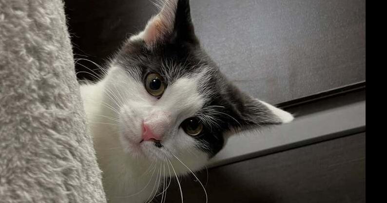 Dale, Adoptable, Kitten Male Domestic Short Hair.