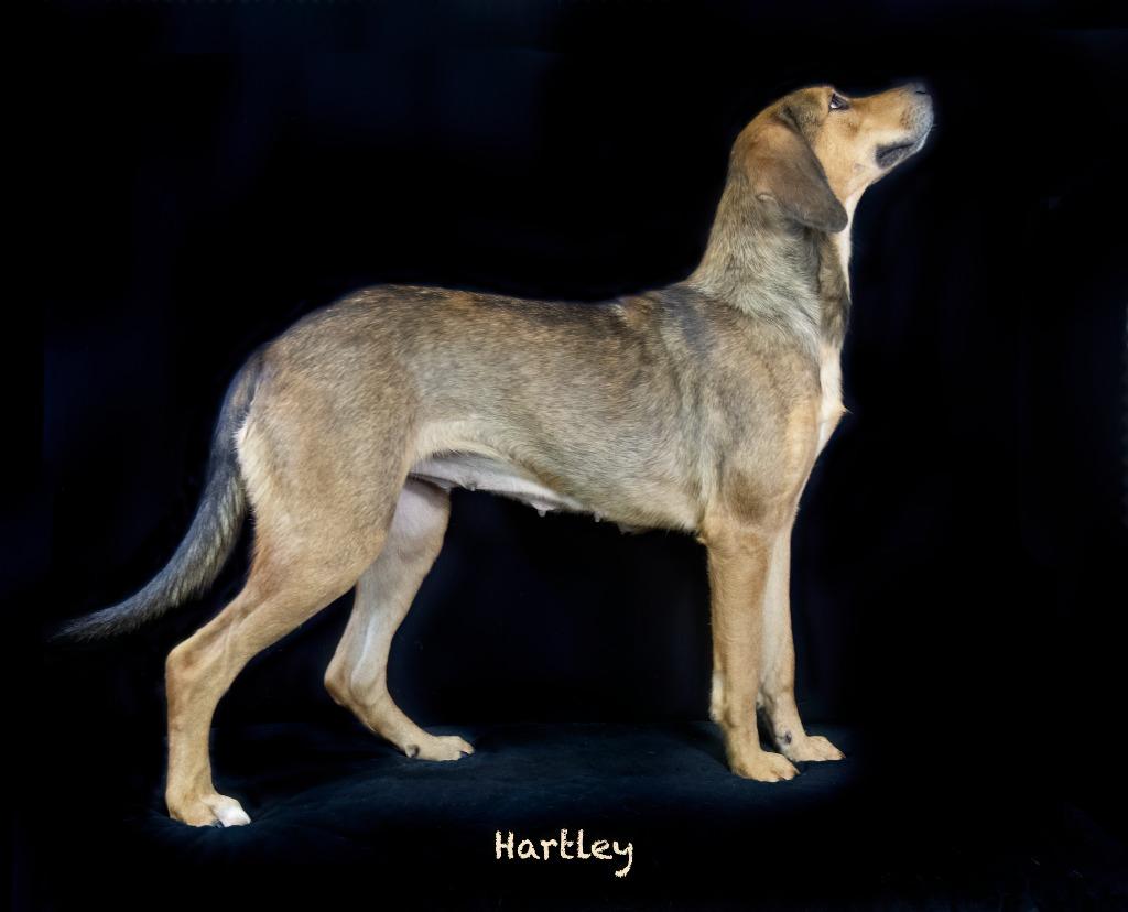 Hartley, Adoptable, Adult Female Hound.