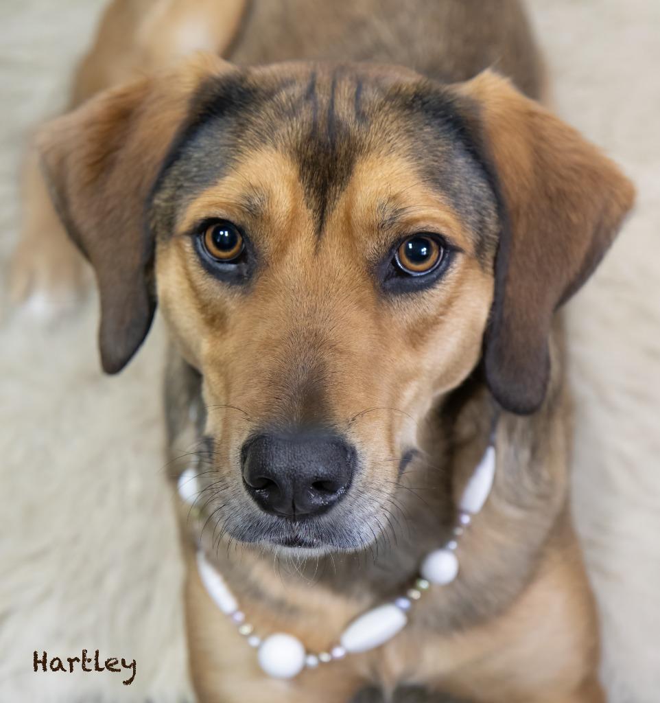 Enlarge Hartley, a Adoptable mixed breed in Hot Springs Village, AR image 2/4