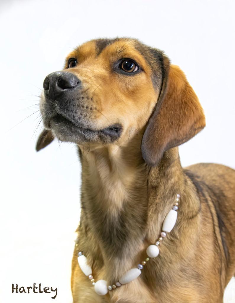 Enlarge Hartley, a Adoptable mixed breed in Hot Springs Village, AR image 3/4
