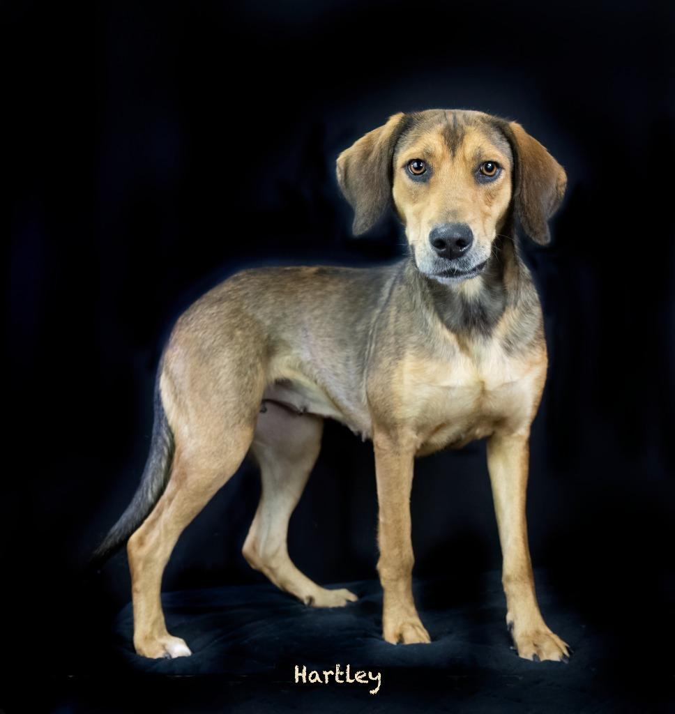 Enlarge Hartley, a Adoptable mixed breed in Hot Springs Village, AR image 2/3