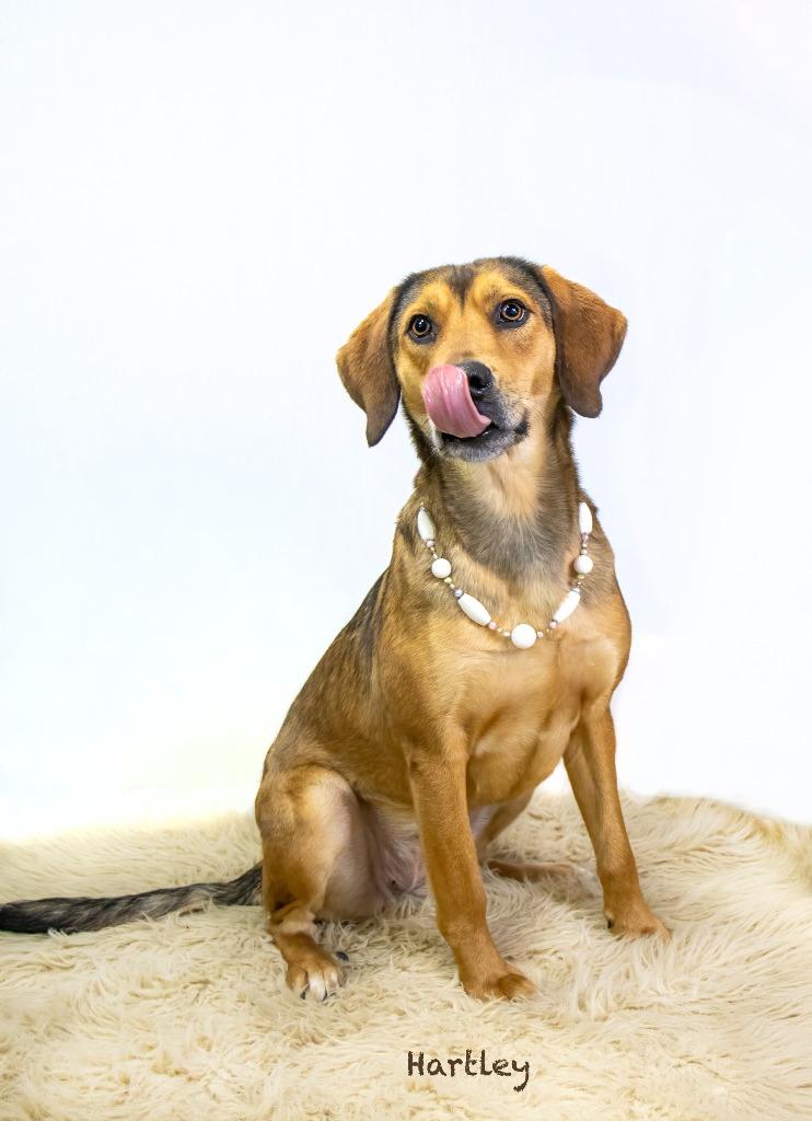 Enlarge Hartley, a Adoptable mixed breed in Hot Springs Village, AR image 4/4