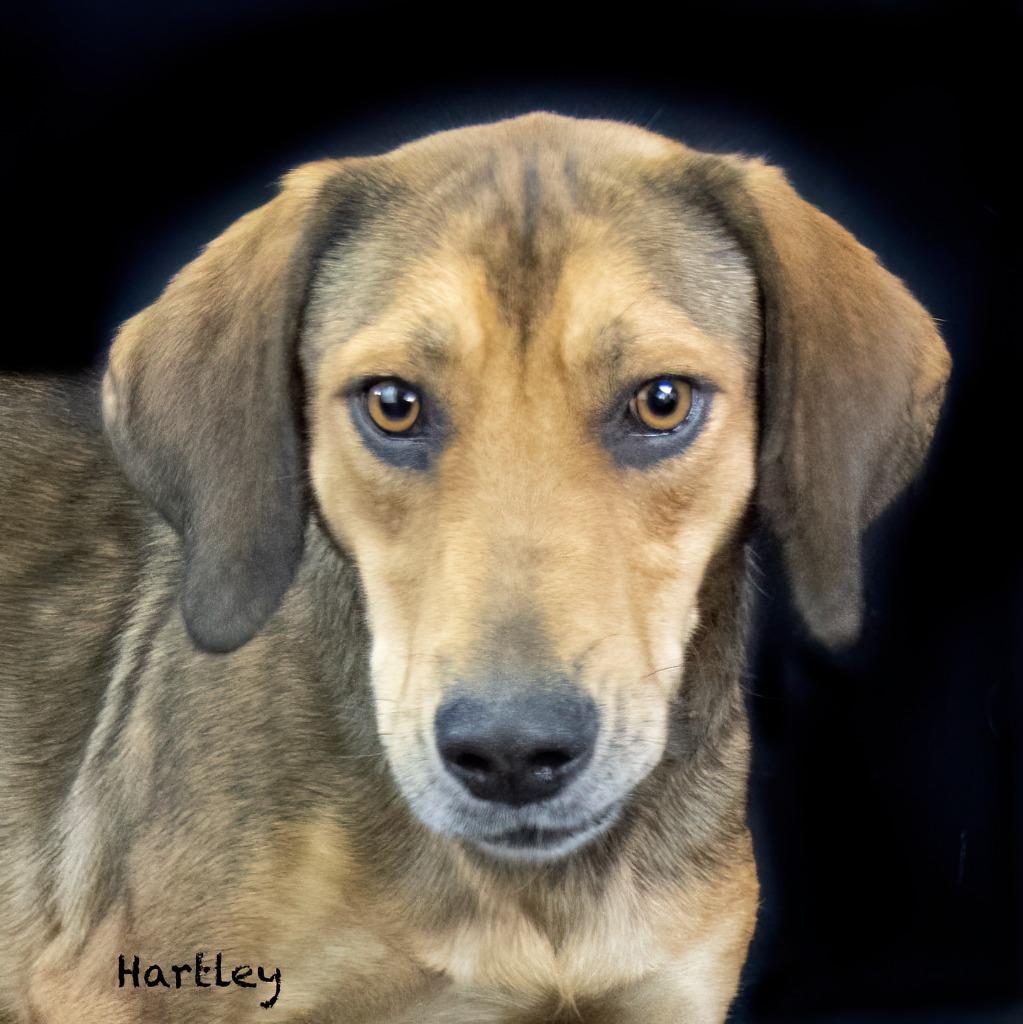 Enlarge Hartley, a Adoptable mixed breed in Hot Springs Village, AR image 3/3