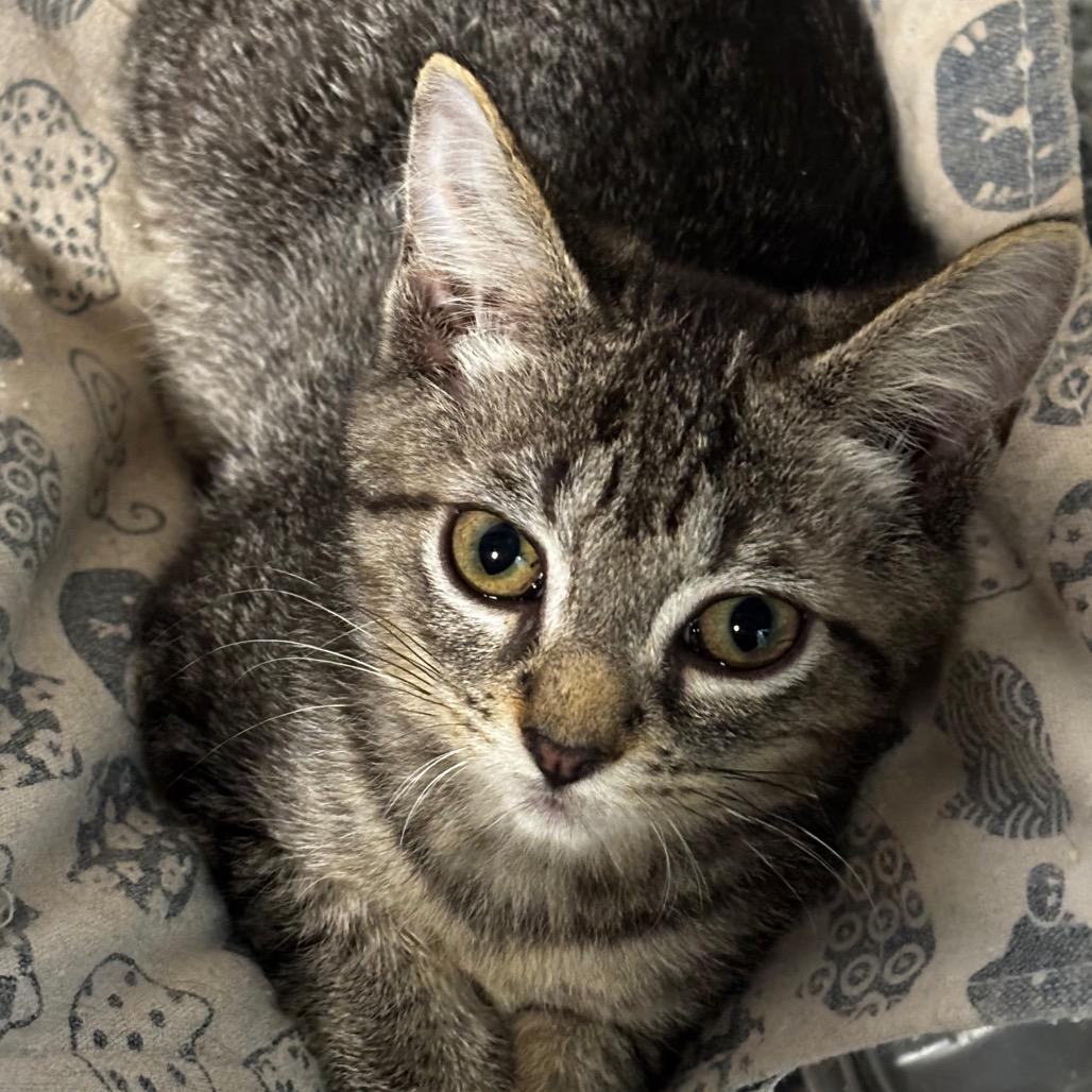 Mochi, Adoptable, Kitten Male Domestic Short Hair.