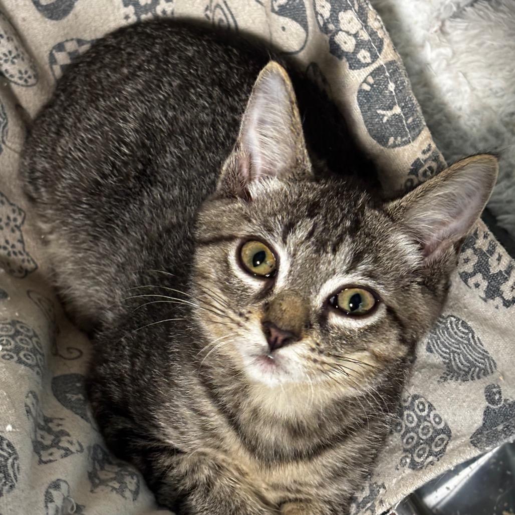Enlarge Mochi, a Adoptable Domestic Short Hair in Johnstown, PA image 2/6