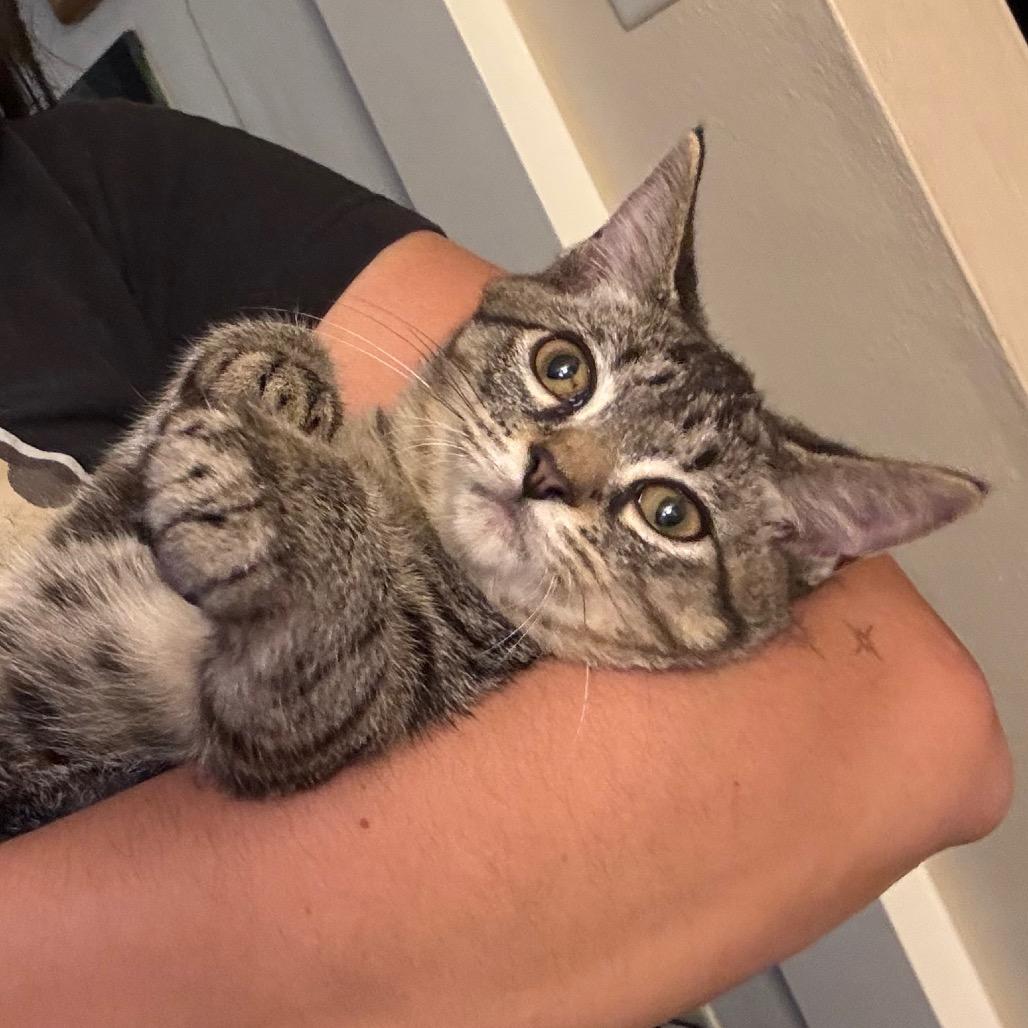 Enlarge Mochi, a Adoptable Domestic Short Hair in Johnstown, PA image 3/6