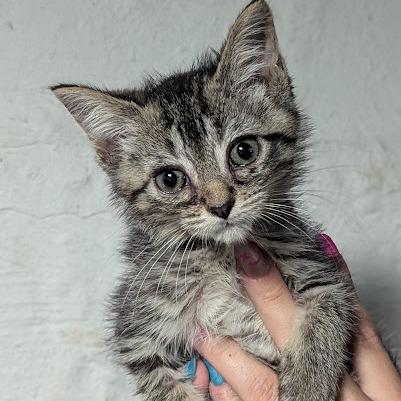 Enlarge Mochi, a Adoptable Domestic Short Hair in Johnstown, PA image 4/6