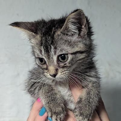 Enlarge Mochi, a Adoptable Domestic Short Hair in Johnstown, PA image 5/6