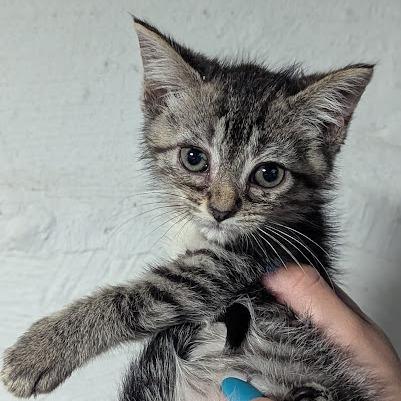 Enlarge Mochi, a Adoptable Domestic Short Hair in Johnstown, PA image 6/6