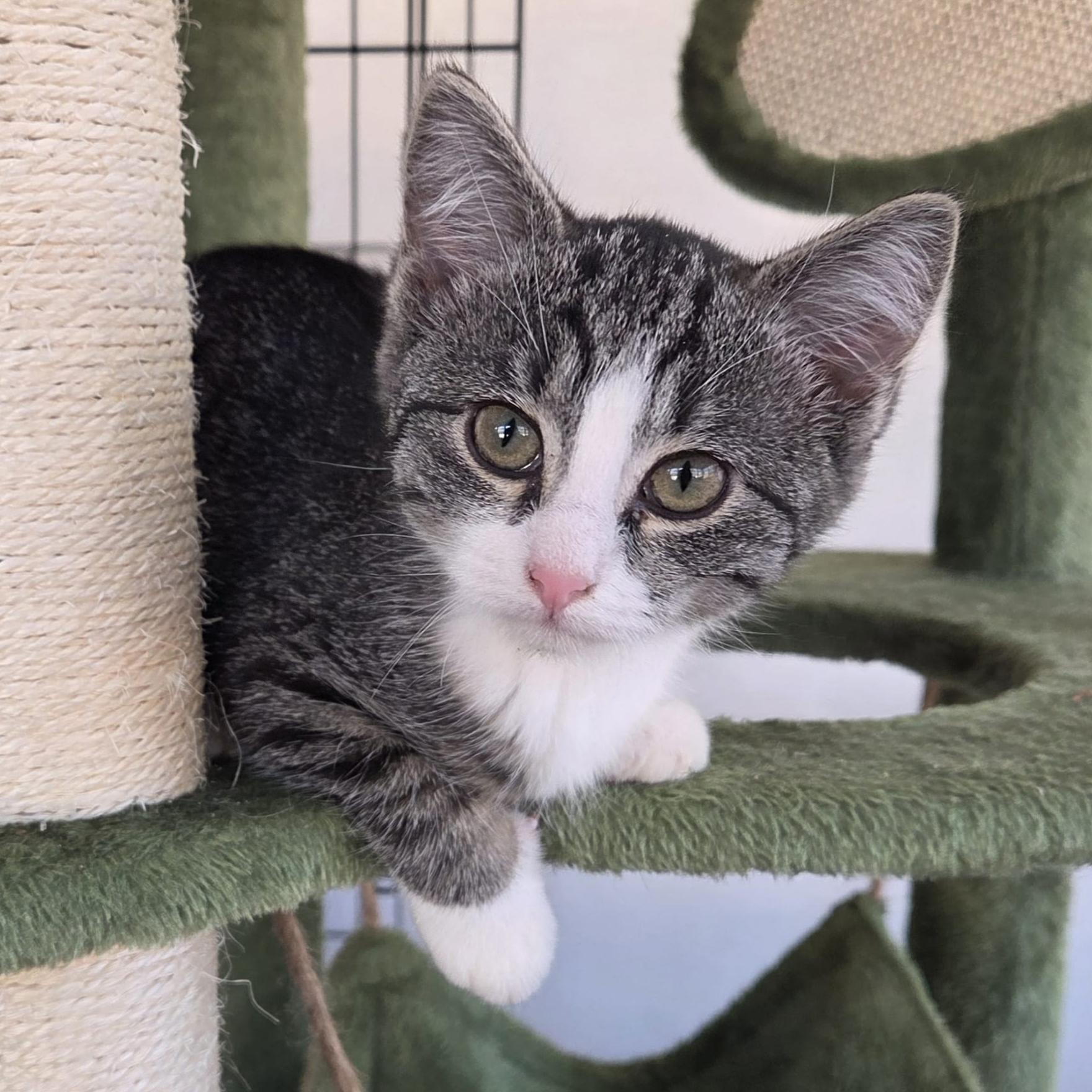 Autumn, adopted, Kitten Female Tabby & Domestic Short Hair.