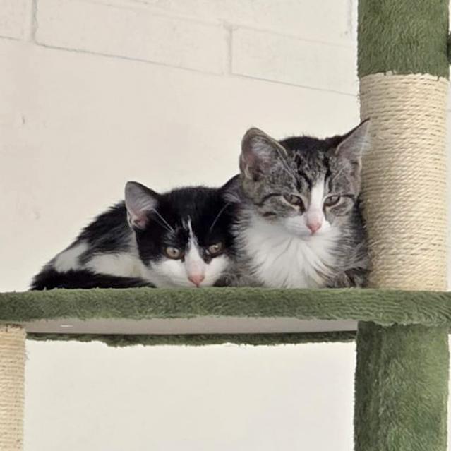 Enlarge Autumn, an adopted mixed breed in Harrisburg, PA image 5/5