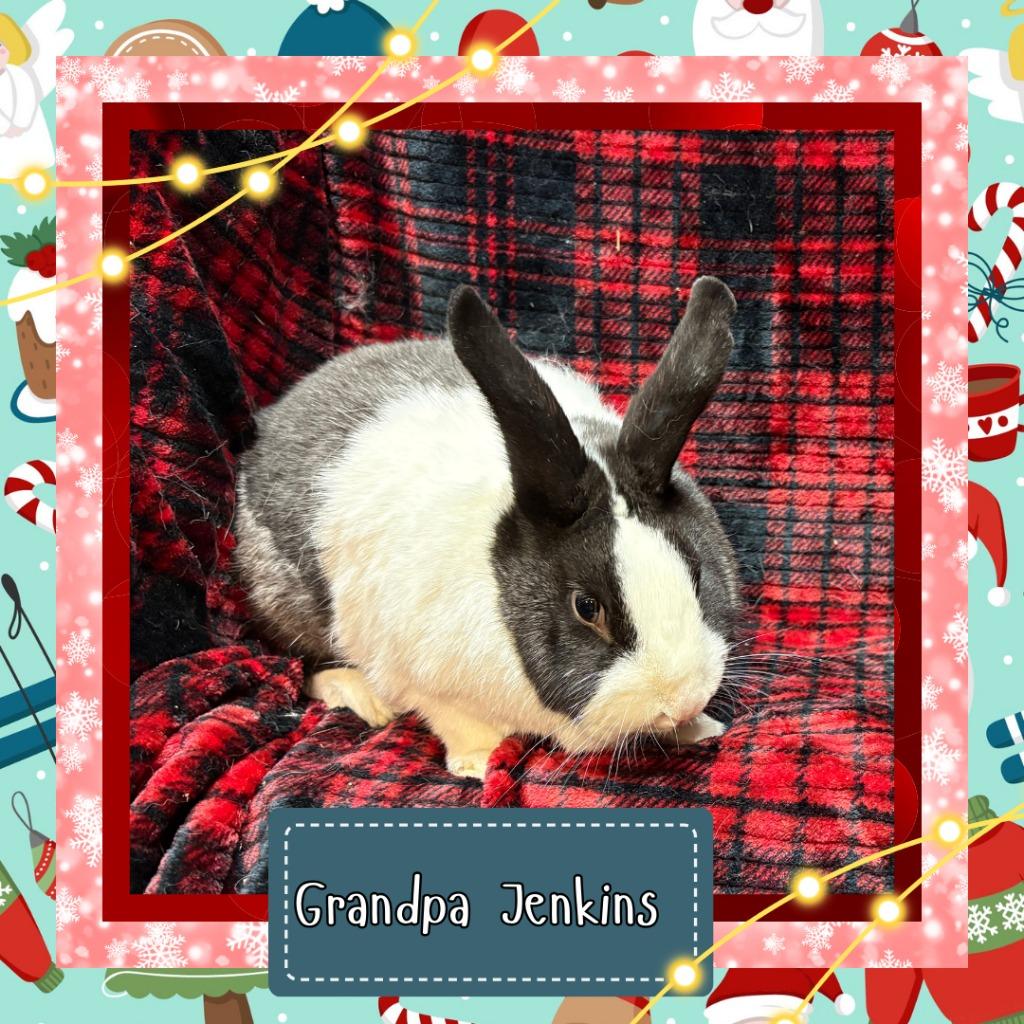 Enlarge Grandpa Jenkins, a Adoptable Dutch in Elizabethtown, KY image 1/5