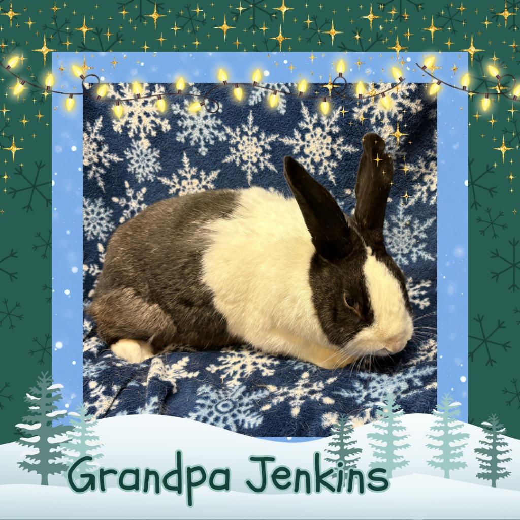Enlarge Grandpa Jenkins, a Adoptable Dutch in Elizabethtown, KY image 2/5