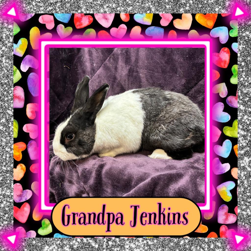 Enlarge Grandpa Jenkins, a Adoptable Dutch in Elizabethtown, KY image 4/5