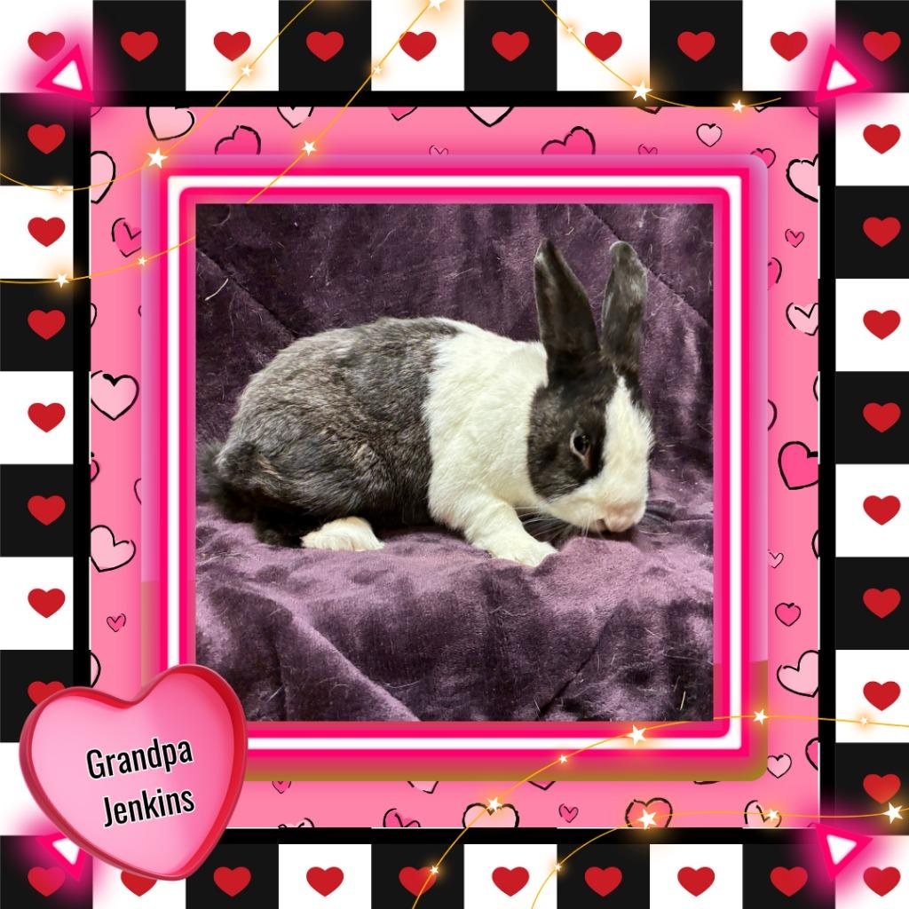 Enlarge Grandpa Jenkins, a Adoptable Dutch in Elizabethtown, KY image 5/5