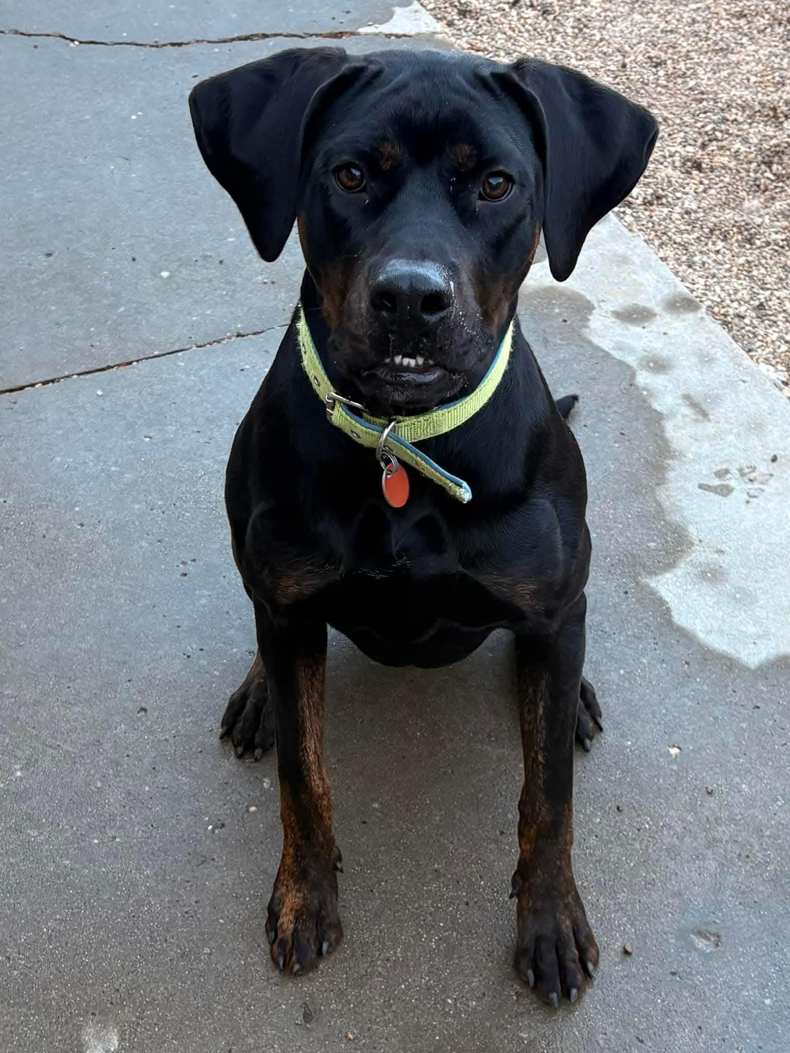 Quill, ADOPTABLE, Adult Female Labrador Retriever & Rottweiler.