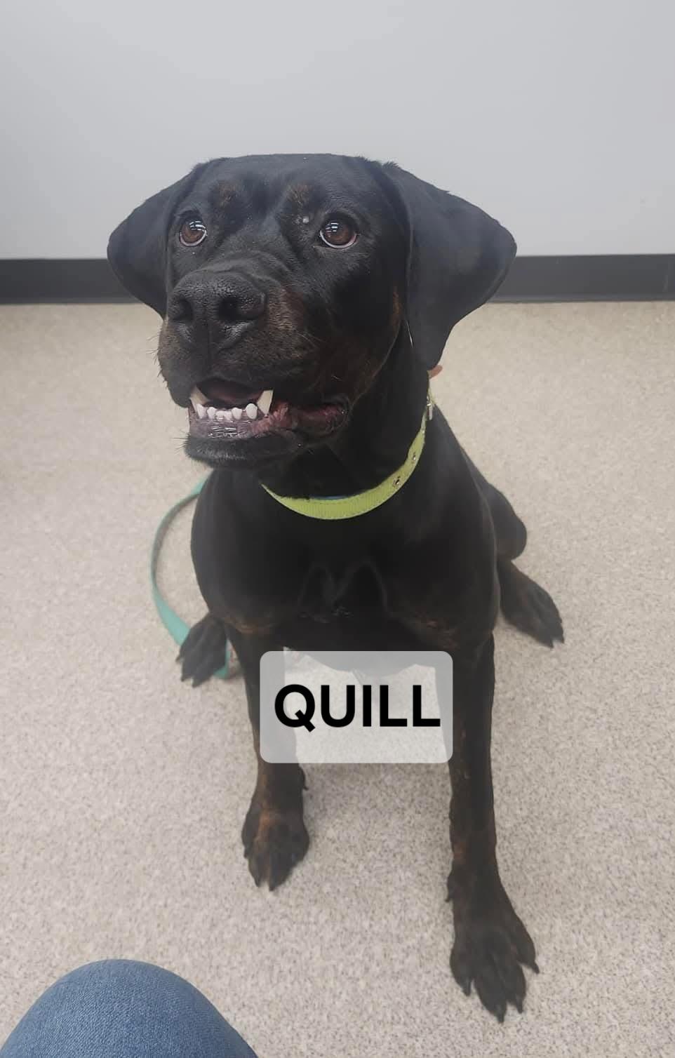 Enlarge Quill, a ADOPTABLE mixed breed in Windom, MN image 1/1