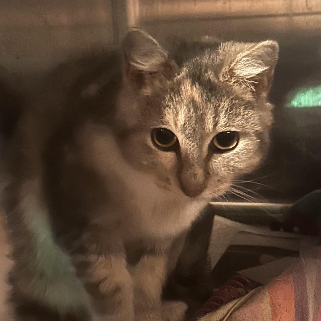 Enlarge Tsunami, a Adoptable Domestic Short Hair in Veneta, OR image 1/1