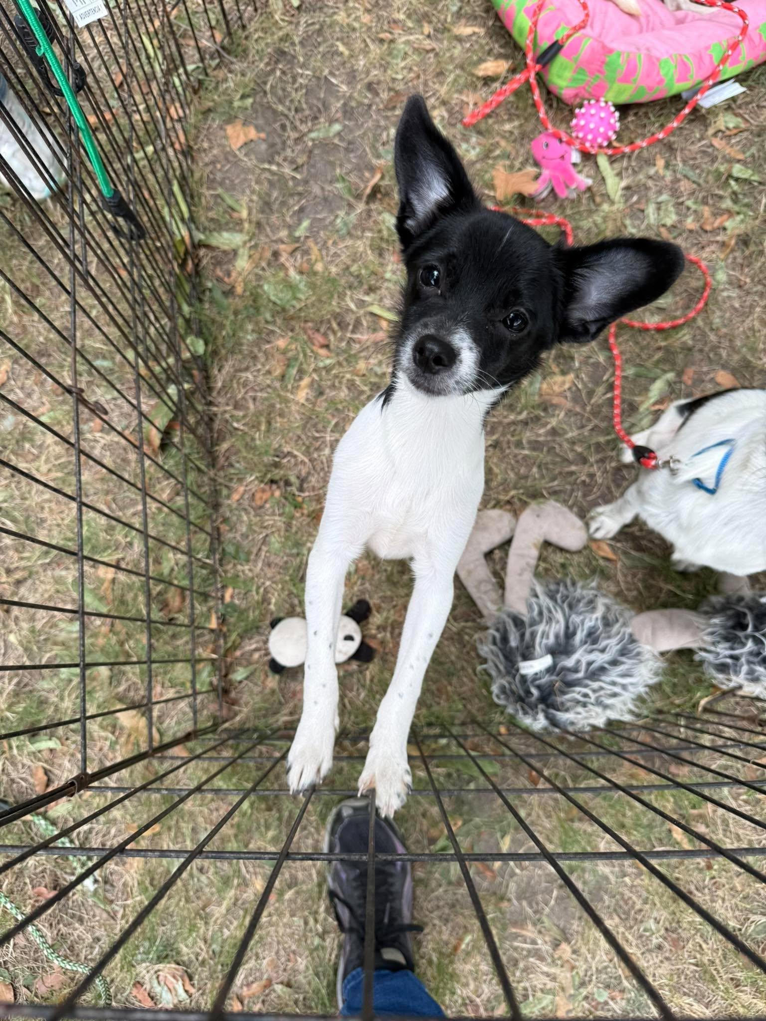 Benji, Adoptable, Puppy Male Chihuahua.