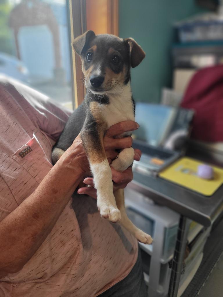 Enlarge AD Duncan No Nuts, a Adoptable mixed breed in Ashland, WI image 1/1