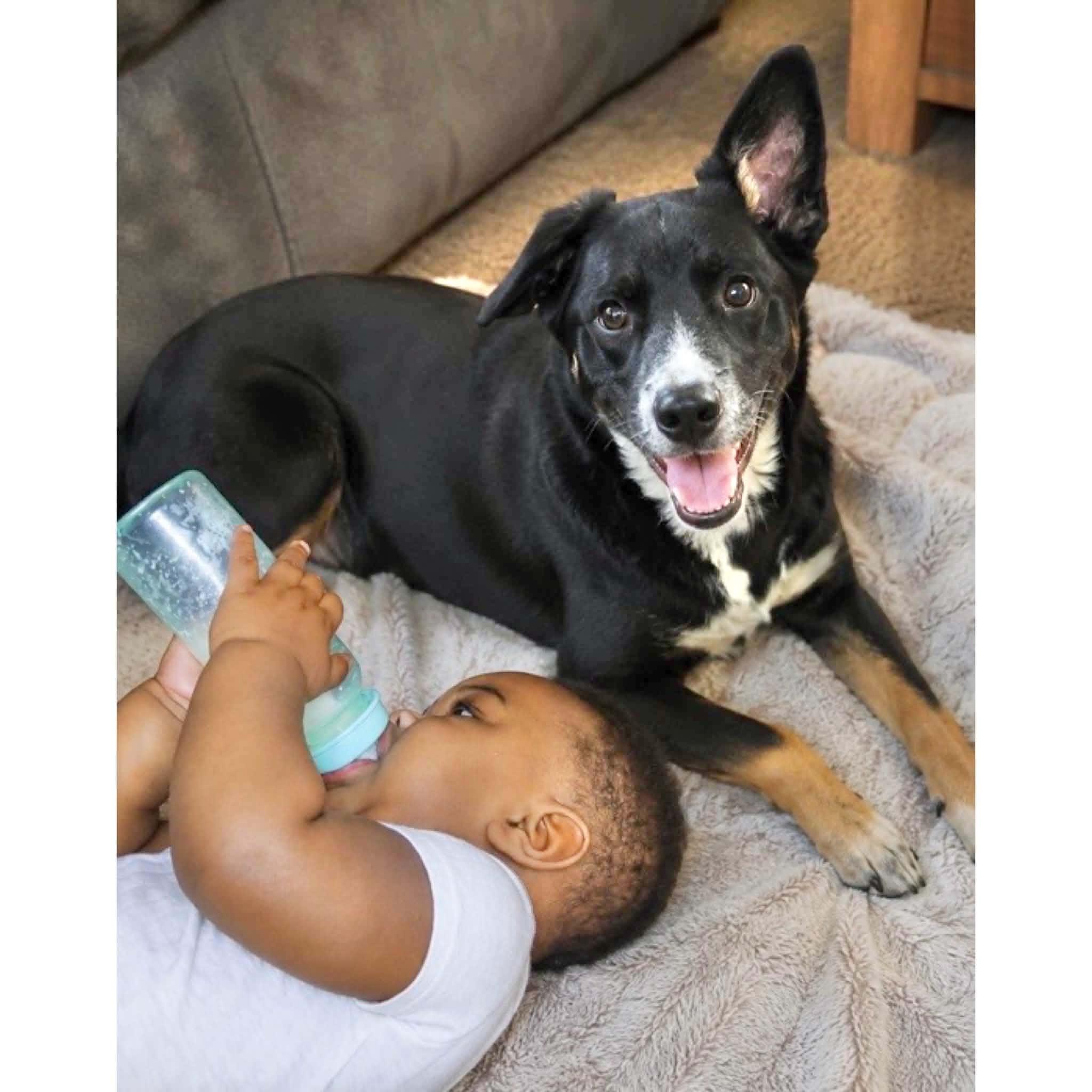 Willow, Adopted, Young Female Bernese Mountain Dog & Labrador Retriever.