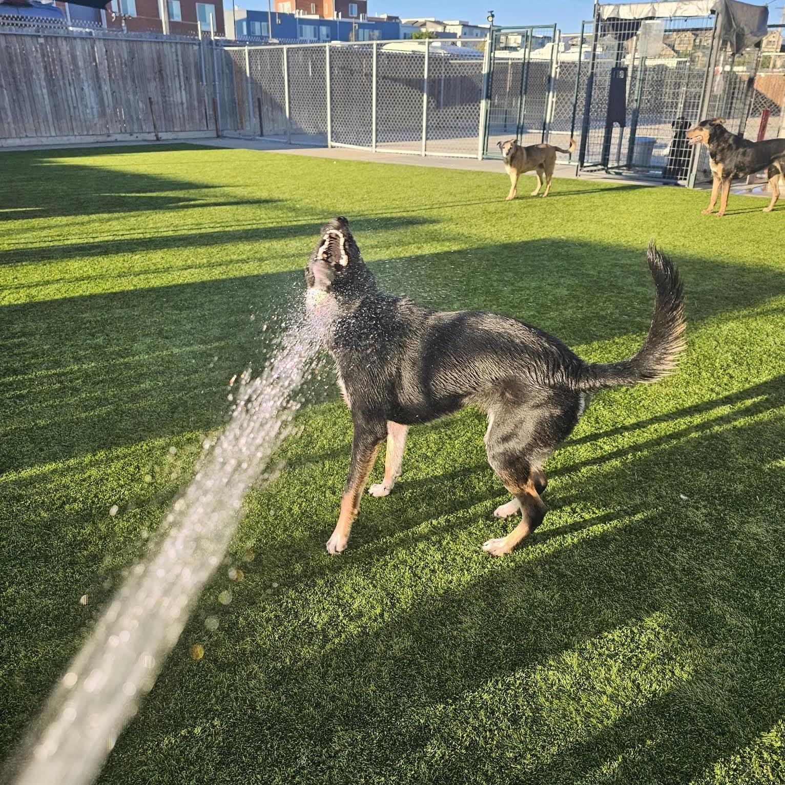 Enlarge Willow, a Adopted mixed breed in Boulder, CO image 5/6