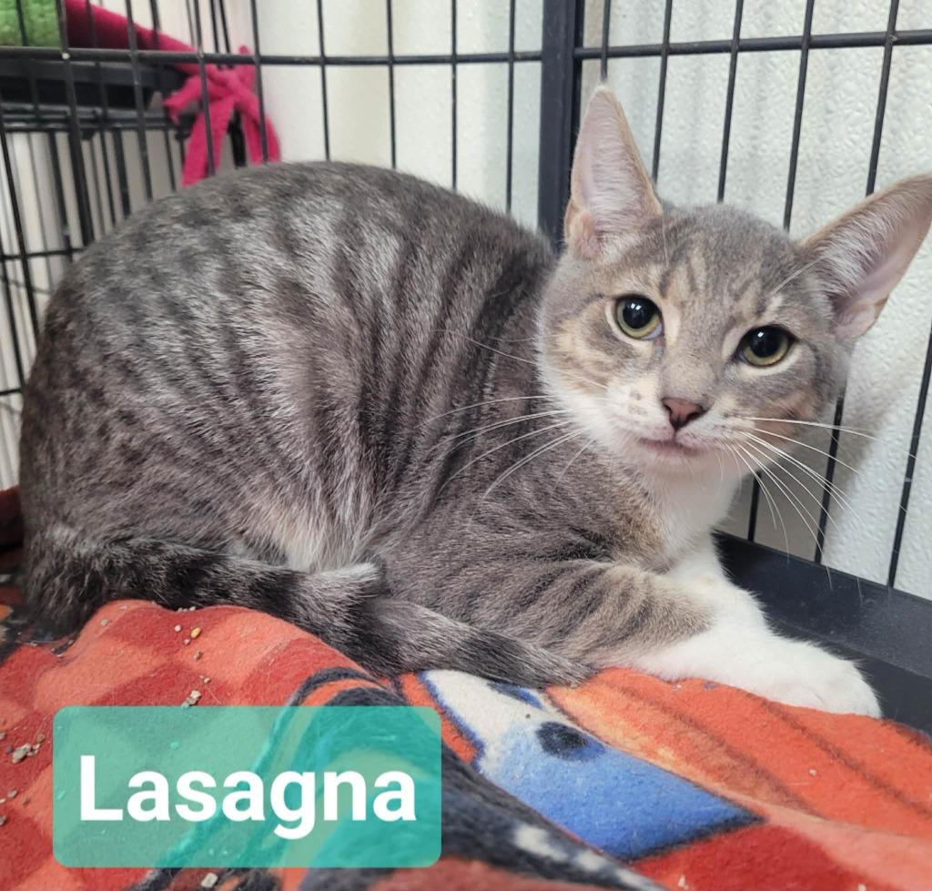 Lasagna, Adoptable, Kitten Male Domestic Short Hair.