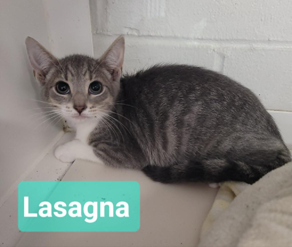 Enlarge Lasagna, a Adoptable mixed breed in Richmond, IN image 2/3