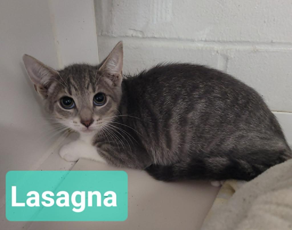 Enlarge Lasagna, a Adoptable mixed breed in Richmond, IN image 3/3