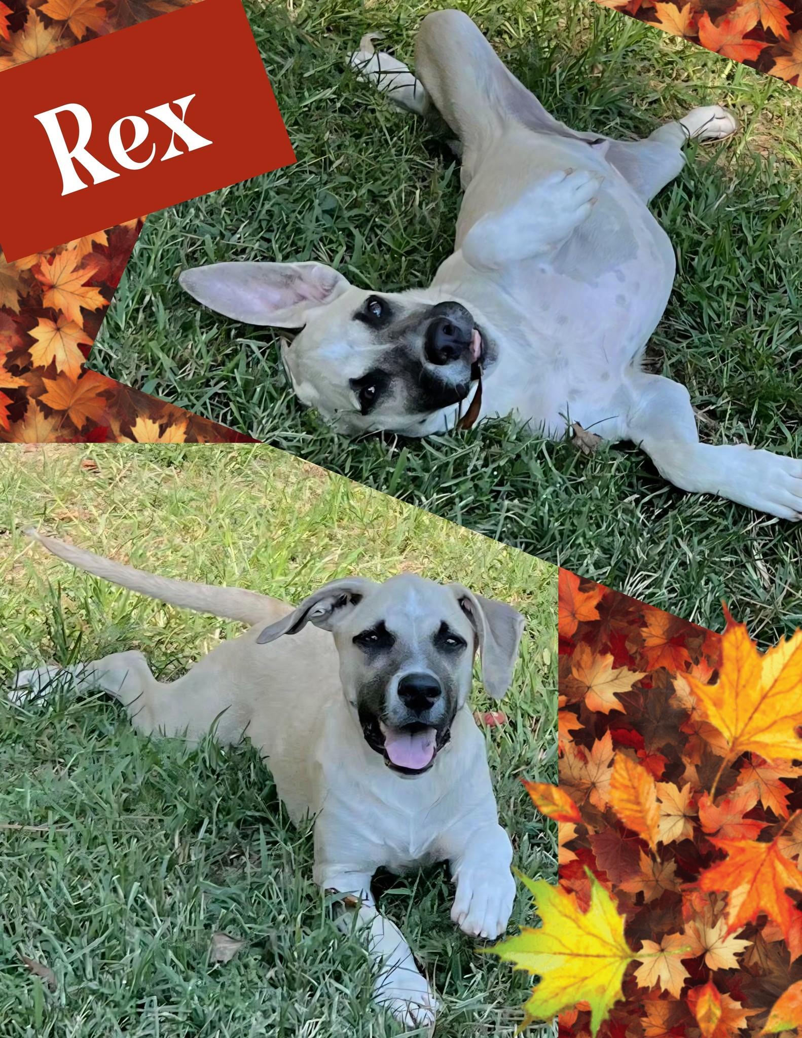Enlarge Rex, a Adoptable mixed breed in Ringwood, NJ image 1/1