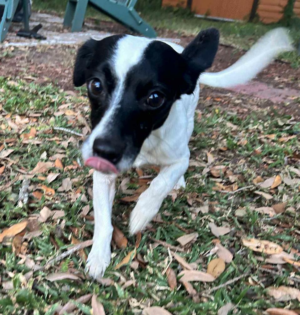 Enlarge Pearl ADOPTION PENDING, a Adoptable Chihuahua in Osteen, FL image 1/3