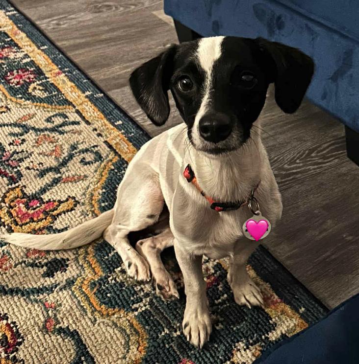 Enlarge Pearl ADOPTION PENDING, a Adoptable Chihuahua in Osteen, FL image 3/3